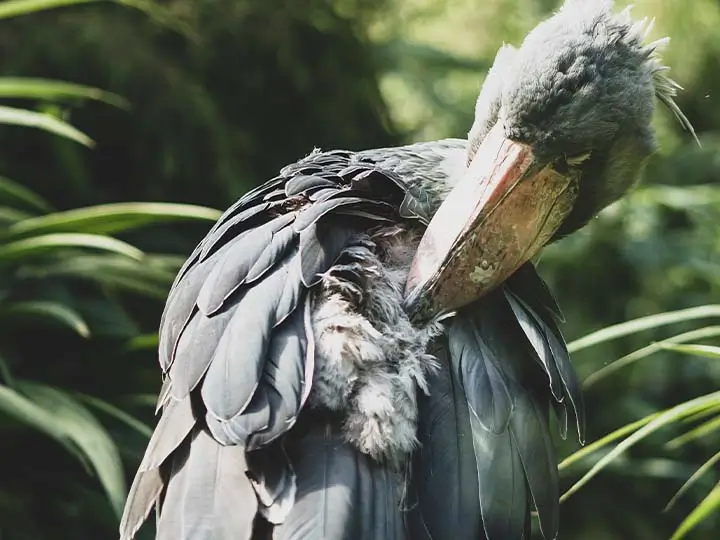 Shoebill stork